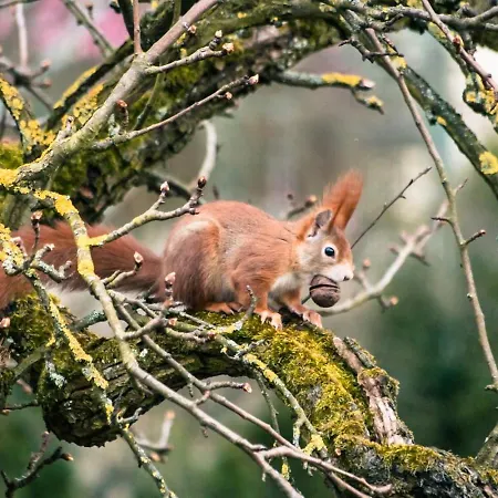 Hof Am Horn - Fewos In Der Appartamento