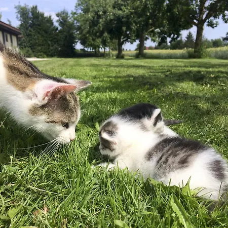 Hof Am Horn - Fewos In Der * Laichingen