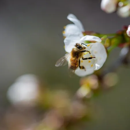 Hof Am Horn - Fewos In Der