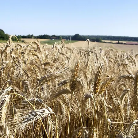 Hof Am Horn - Fewos In Der Appartamento *